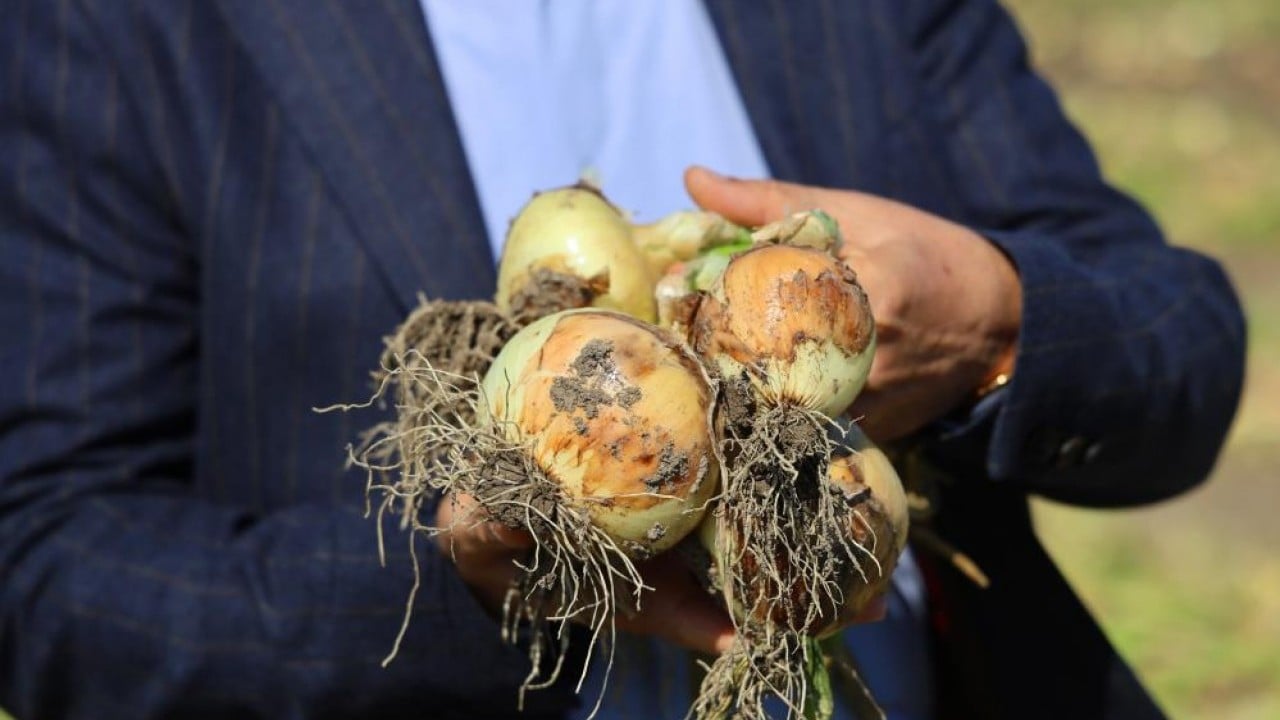 Foto - Turfanda soğana tarlada 15 lira beklentisi