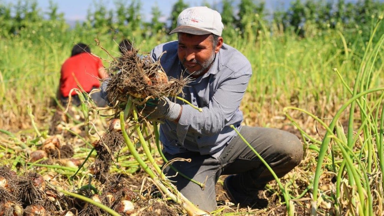 Foto - Turfanda soğana tarlada 15 lira beklentisi