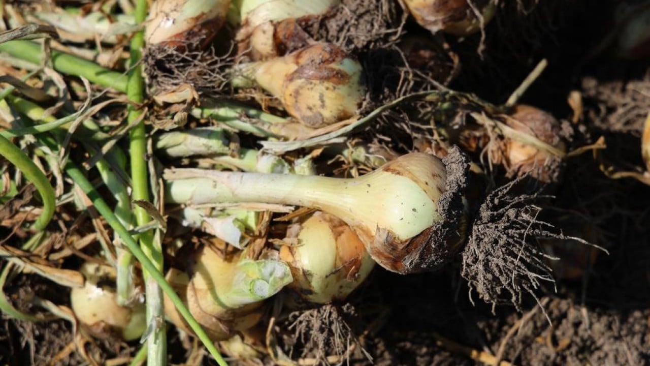 Foto - Turfanda soğana tarlada 15 lira beklentisi