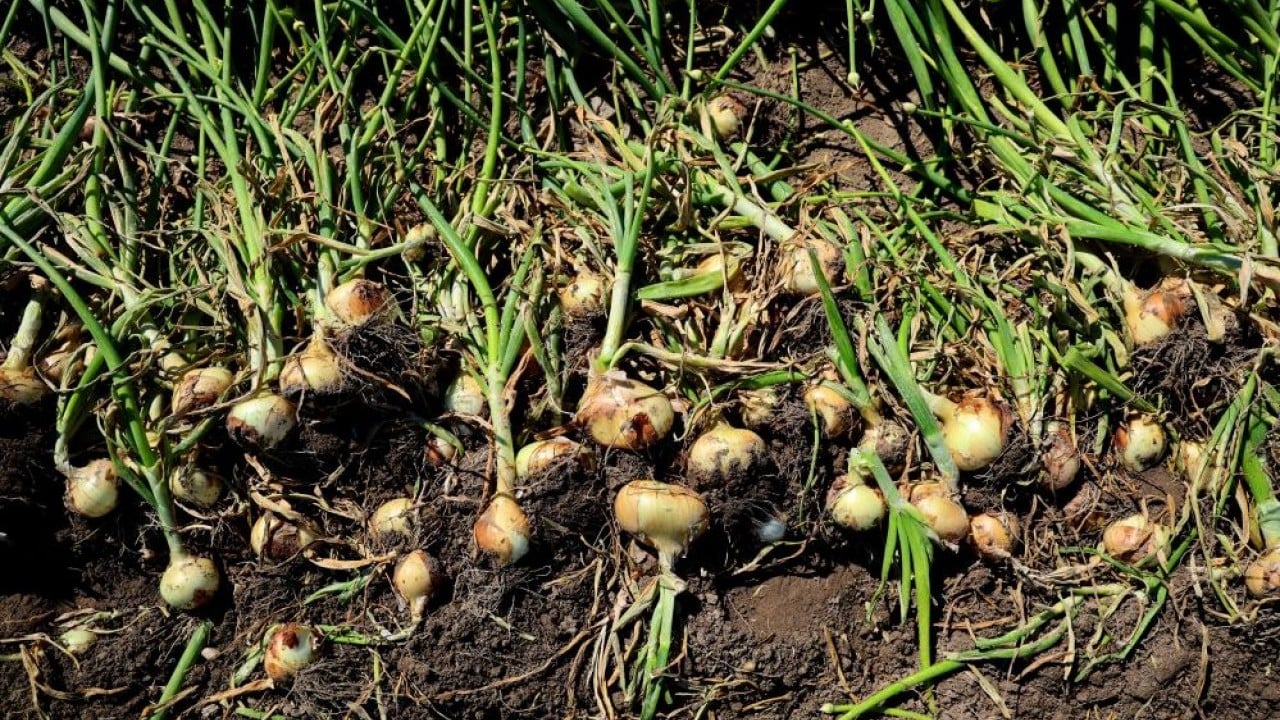 Foto - Turfanda soğana tarlada 15 lira beklentisi