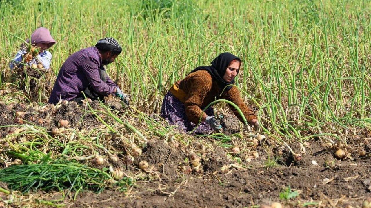 Foto - Turfanda soğana tarlada 15 lira beklentisi
