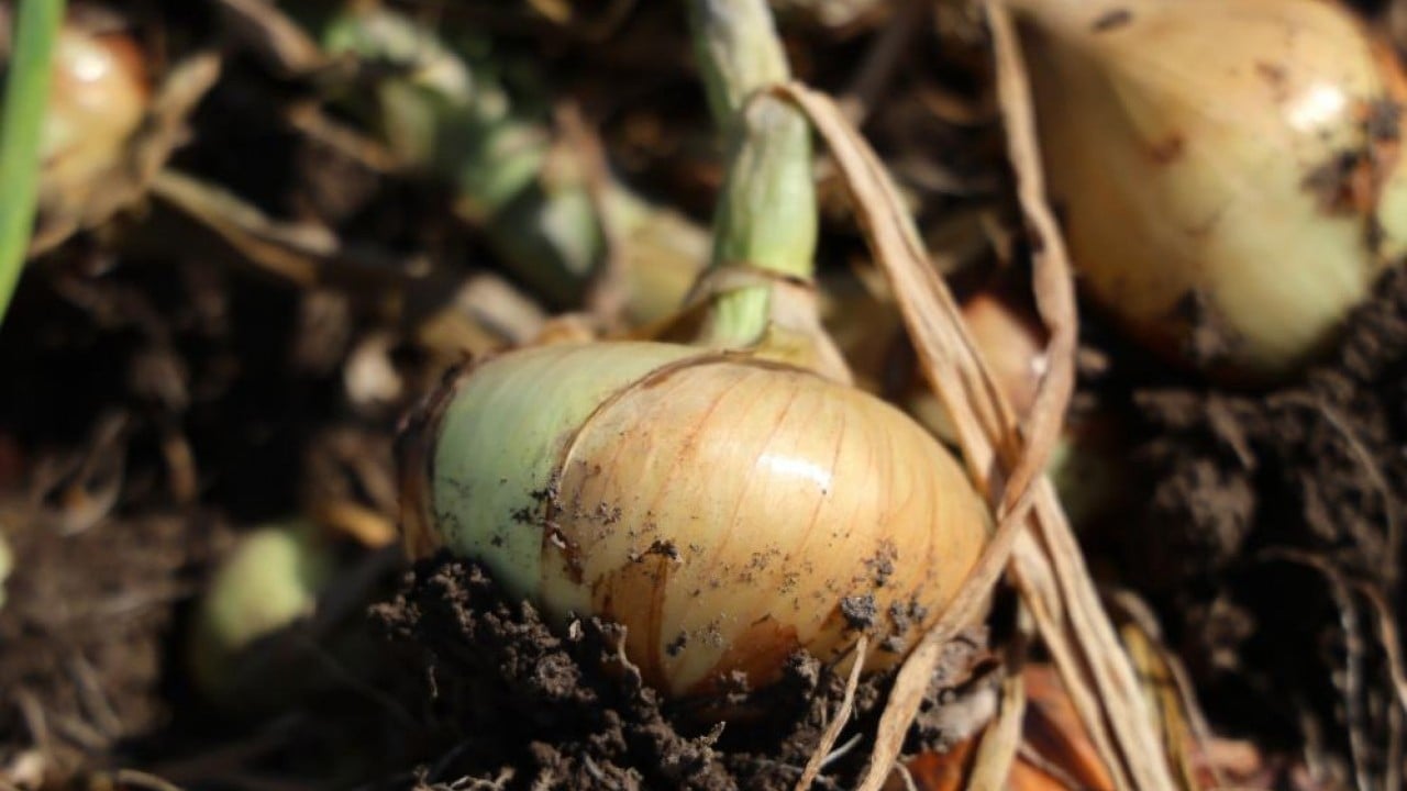 Foto - Turfanda soğana tarlada 15 lira beklentisi
