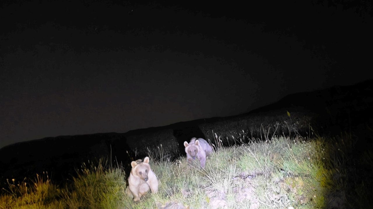 Foto - Turistlerin bıraktığı çöplere akın ettiler! Nemrut Kalderası’nda tehlike büyüyor