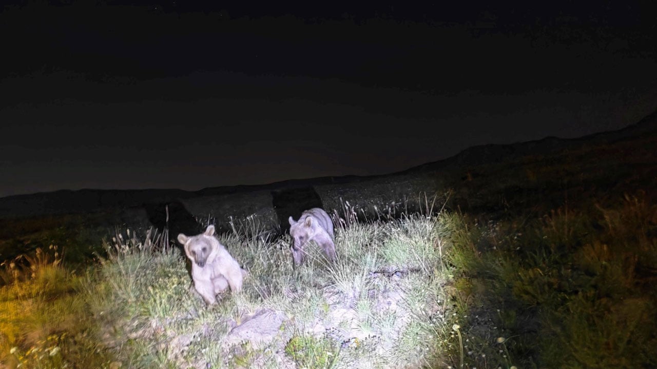 Foto - Turistlerin bıraktığı çöplere akın ettiler! Nemrut Kalderası’nda tehlike büyüyor