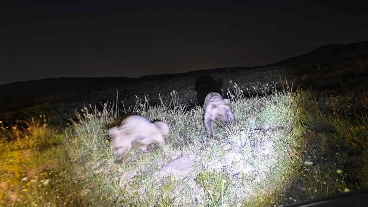 Foto - Turistlerin bıraktığı çöplere akın ettiler! Nemrut Kalderası’nda tehlike büyüyor