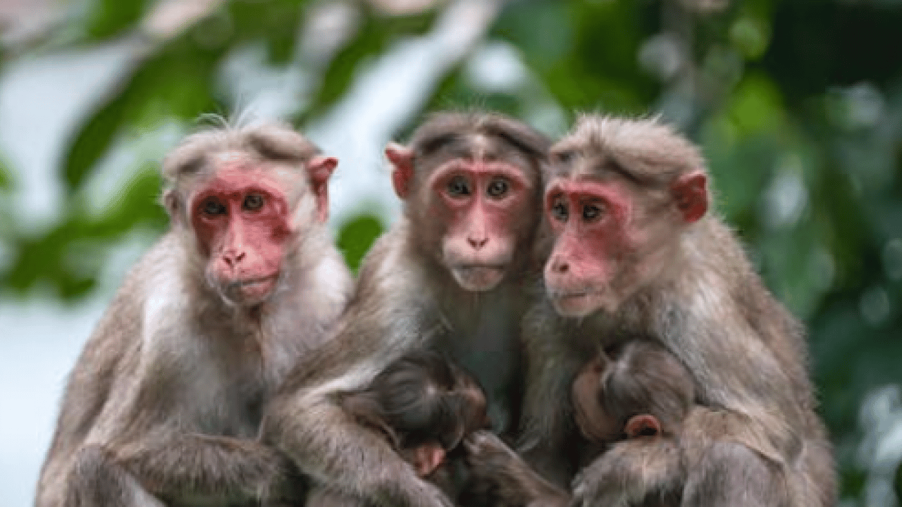 Foto - Turistlerin verdiği yiyecekler doğal düzeni bozdu! Maymunlarda sıra dışı davranış gözlendi