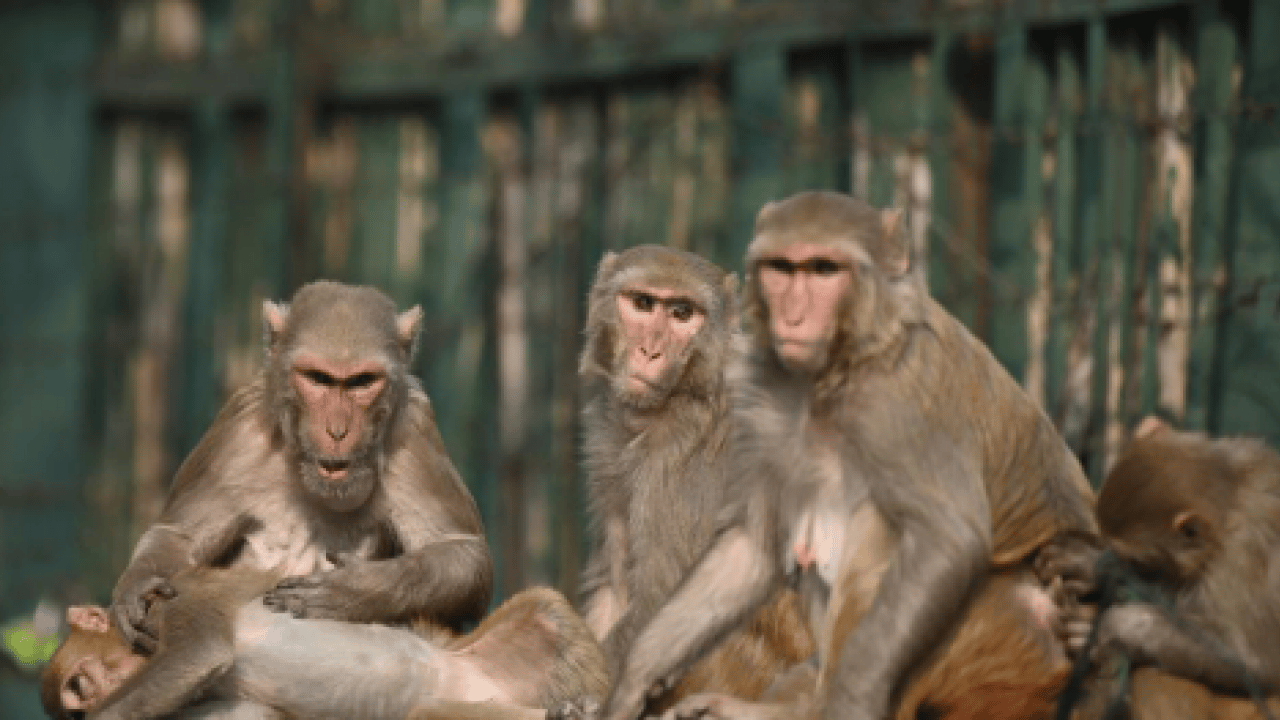 Foto - Turistlerin verdiği yiyecekler doğal düzeni bozdu! Maymunlarda sıra dışı davranış gözlendi