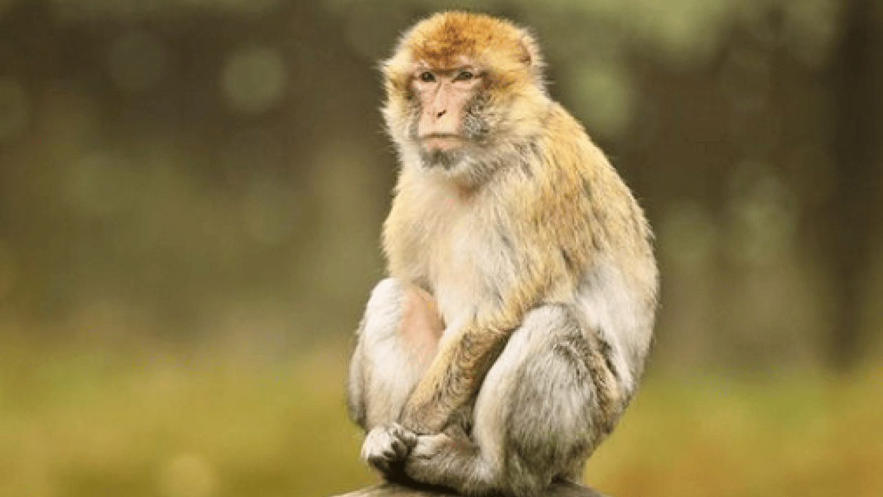 Foto - Turistlerin verdiği yiyecekler doğal düzeni bozdu! Maymunlarda sıra dışı davranış gözlendi