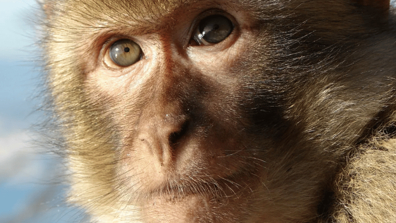 Turistlerin verdiği yiyecekler doğal düzeni bozdu! Maymunlarda sıra dışı davranış gözlendi