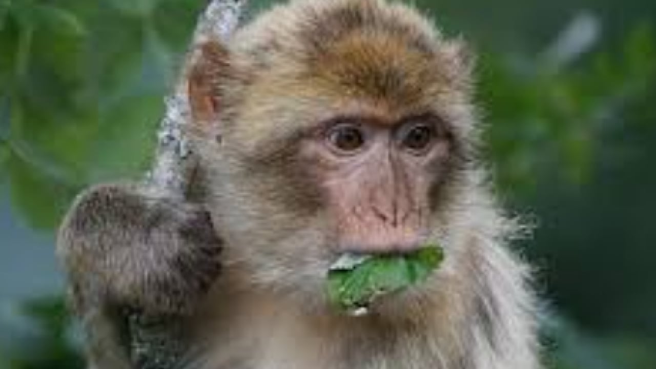 Foto - Turistlerin verdiği yiyecekler doğal düzeni bozdu! Maymunlarda sıra dışı davranış gözlendi