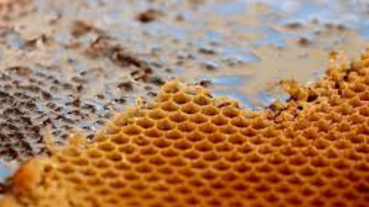 Foto - Türk balı 51 ülkeye tat kattı: İhracat 33,5 milyon doları aştı!