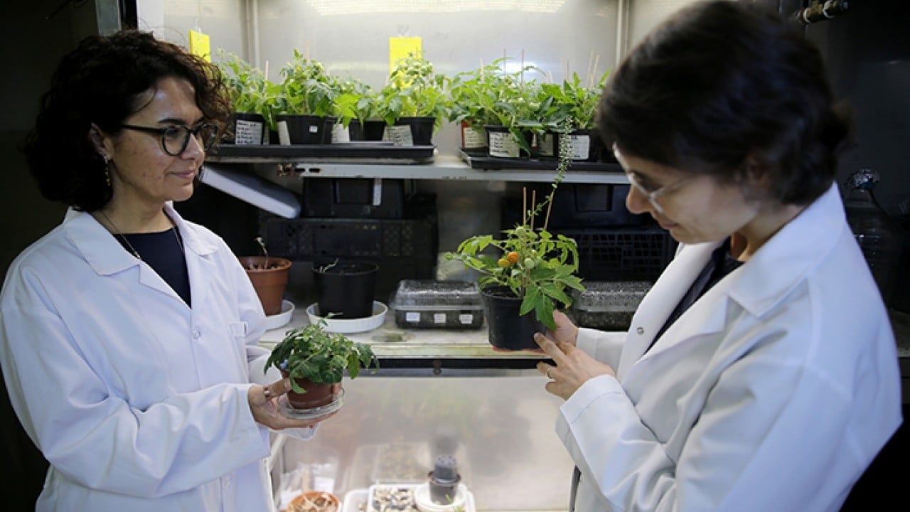 Foto - Türk bilim insanlar başardı Ay ve mars toprağında domates