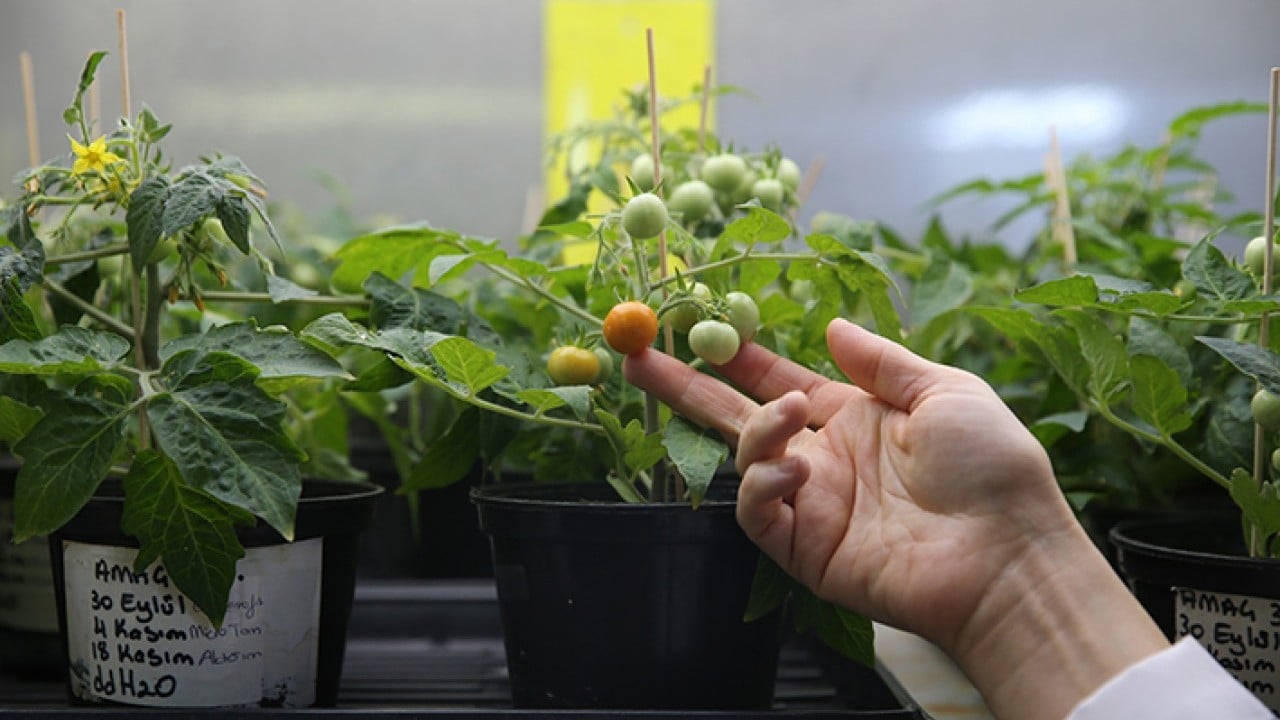 Foto - Türk bilim insanlar başardı Ay ve mars toprağında domates