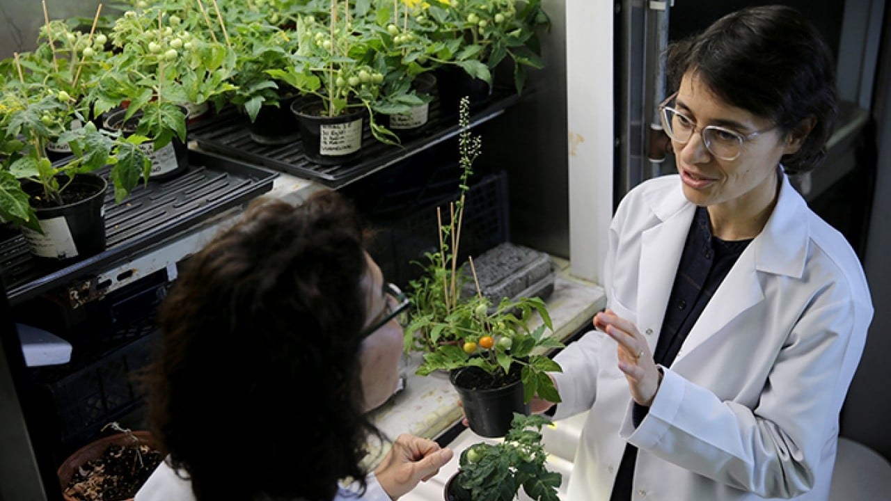 Foto - Türk bilim insanlar başardı Ay ve mars toprağında domates
