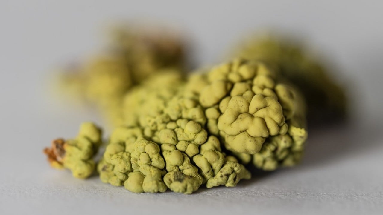 Foto - Türk bilim insanları Antarktika'da! Araştırmalarıyla sağlık ve tarıma ışık tutuyorlar