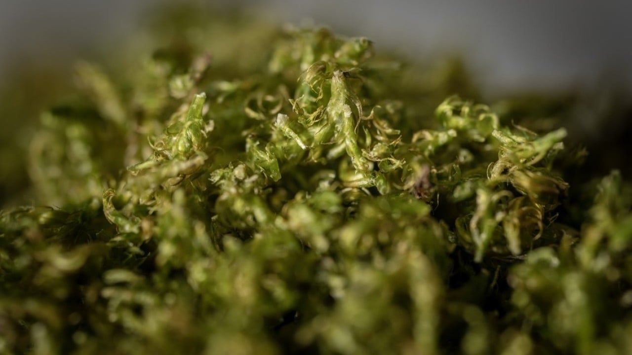 Foto - Türk bilim insanları Antarktika'da! Araştırmalarıyla sağlık ve tarıma ışık tutuyorlar