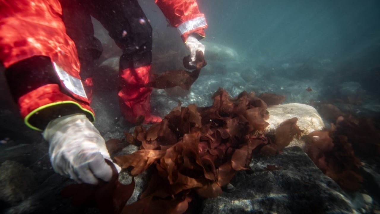 Foto - Türk bilim insanları Antarktika'da! Araştırmalarıyla sağlık ve tarıma ışık tutuyorlar