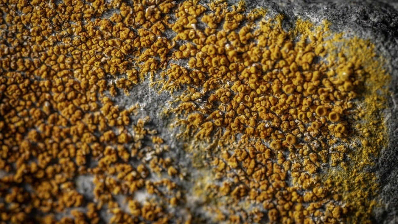 Foto - Türk bilim insanları Antarktika'da! Araştırmalarıyla sağlık ve tarıma ışık tutuyorlar