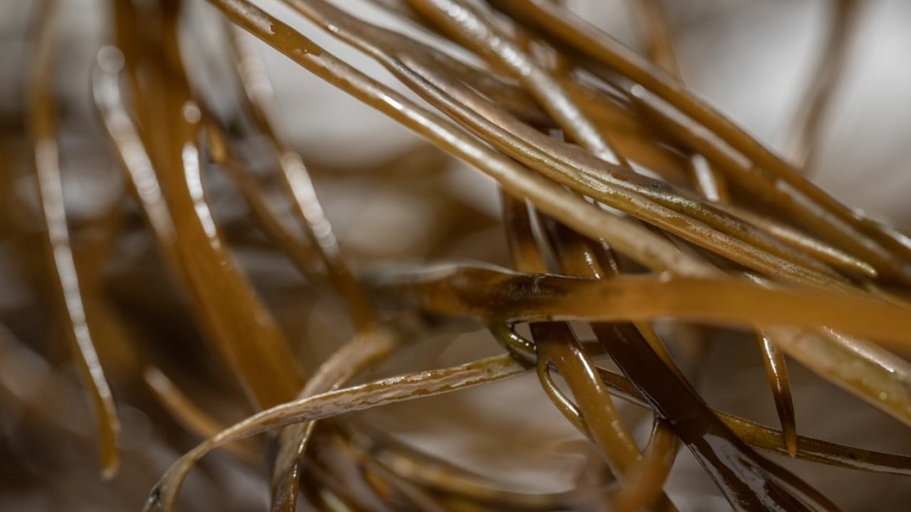 Foto - Türk bilim insanları Antarktika'da! Araştırmalarıyla sağlık ve tarıma ışık tutuyorlar