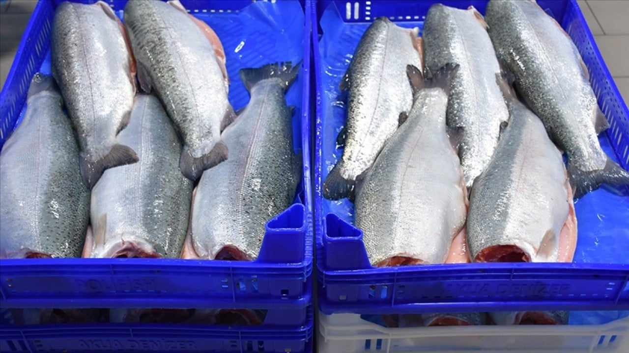 Foto - Türk somonu 34 ülkede alıcı buldu! İhracatı 2025'te 520 milyon doları aştı