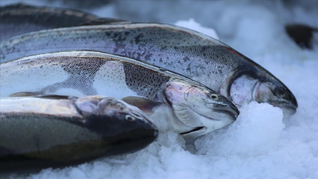 Foto - Türk somonu 34 ülkede alıcı buldu! İhracatı 2025'te 520 milyon doları aştı