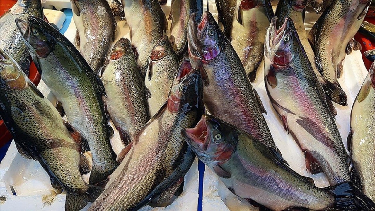 Foto - Türk somonu 34 ülkede alıcı buldu! İhracatı 2025'te 520 milyon doları aştı