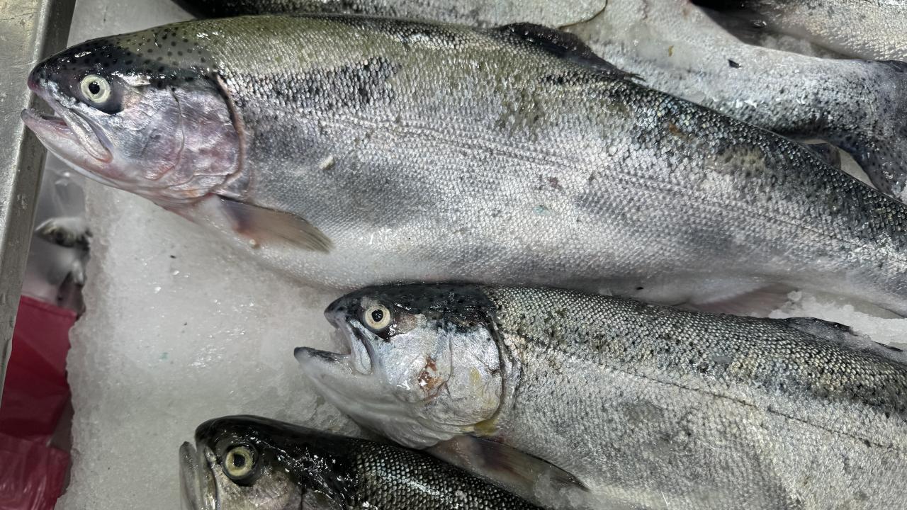 Türk somonu 34 ülkede alıcı buldu! İhracatı 2025'te 520 milyon doları aştı