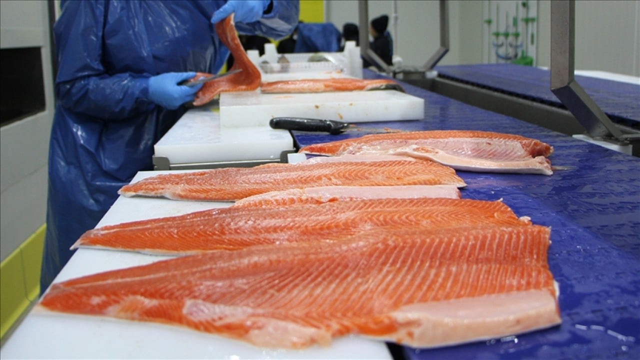 Foto - Türk somonu 34 ülkede alıcı buldu! İhracatı 2025'te 520 milyon doları aştı