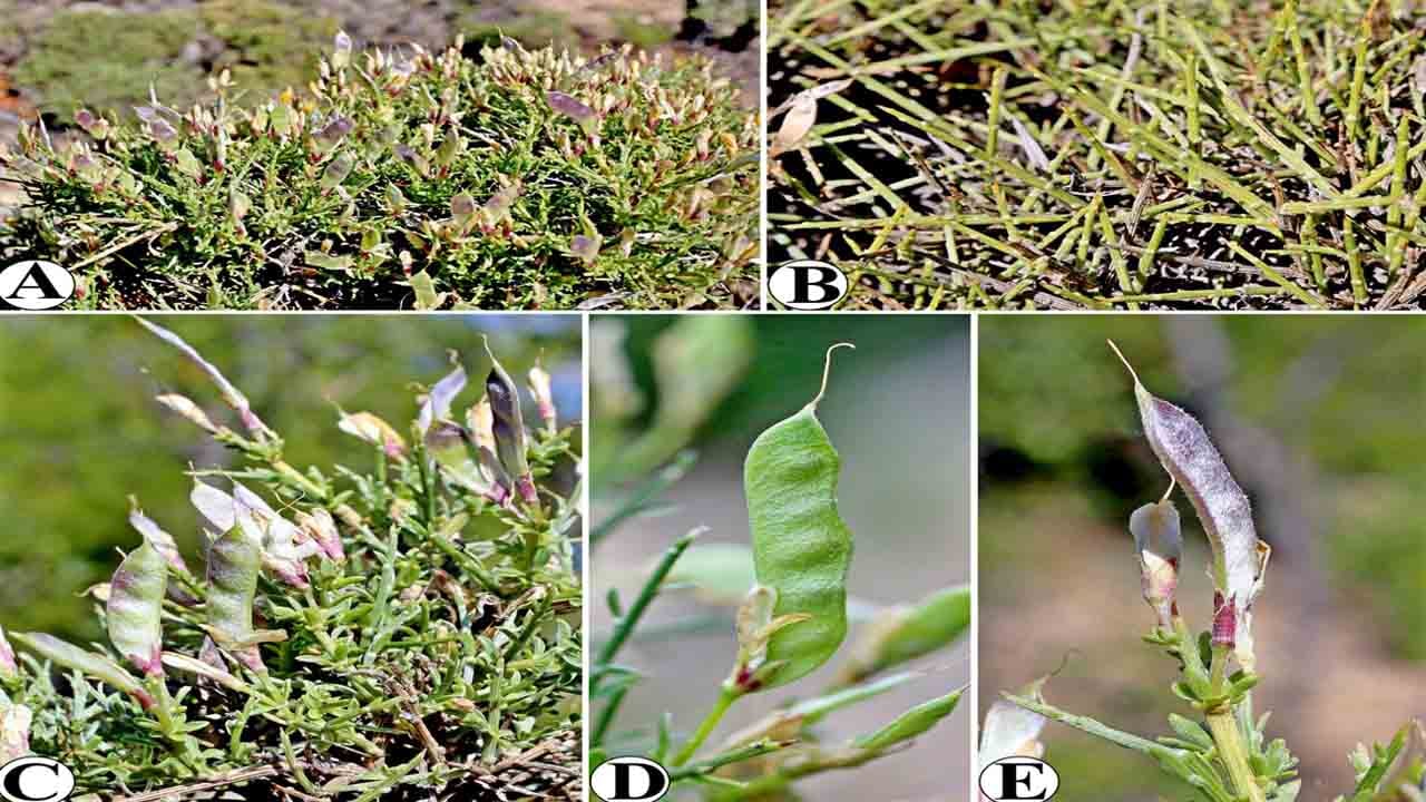 Foto - Türkçe adı belli oldu: Türkiye’de yeni bitki türü keşfedildi