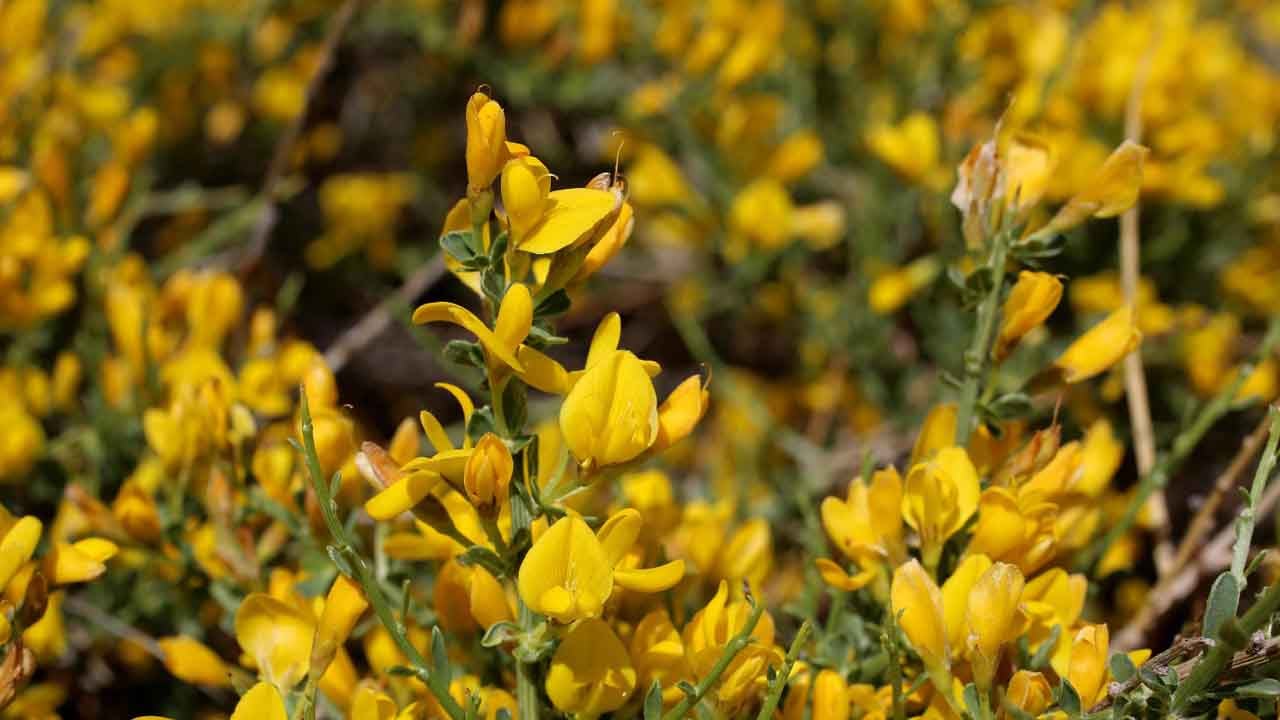 Foto - Türkçe adı belli oldu: Türkiye’de yeni bitki türü keşfedildi