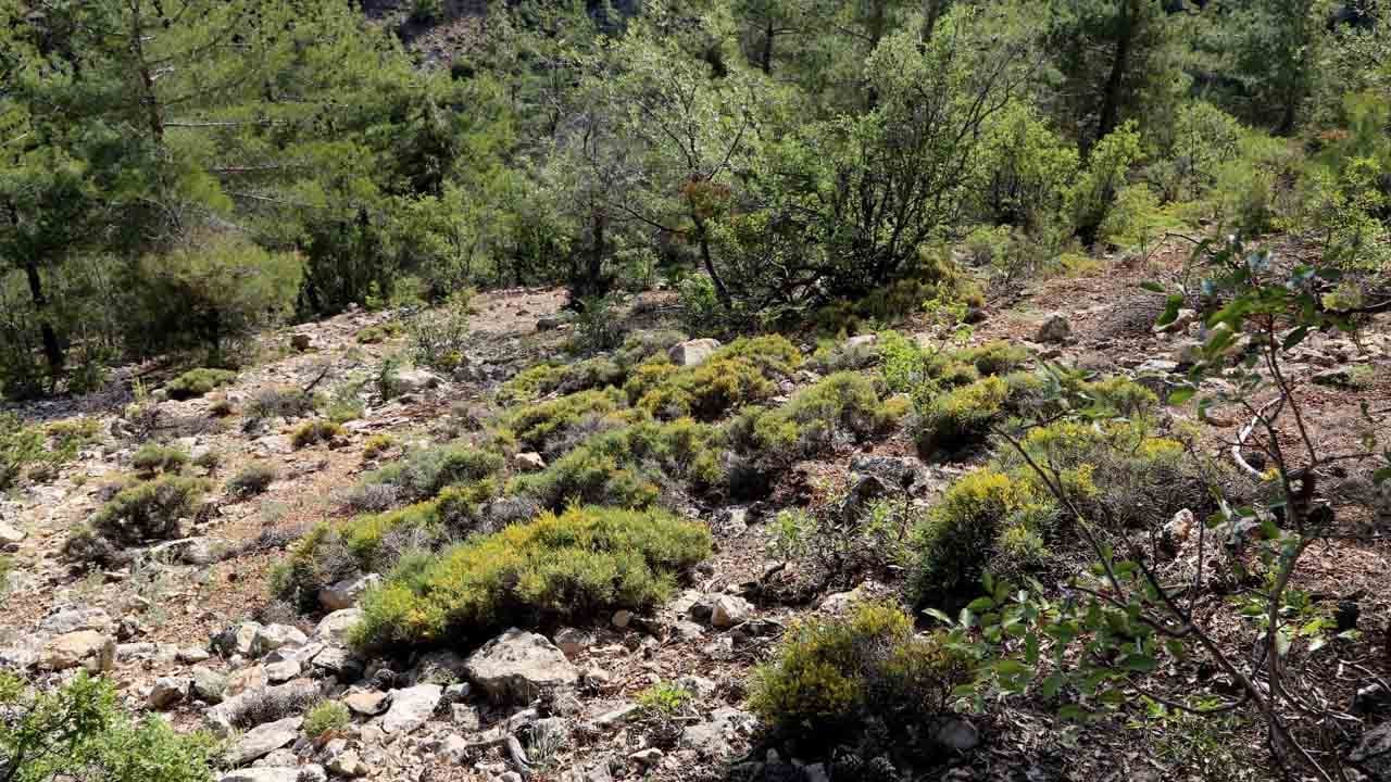 Foto - Türkçe adı belli oldu: Türkiye’de yeni bitki türü keşfedildi