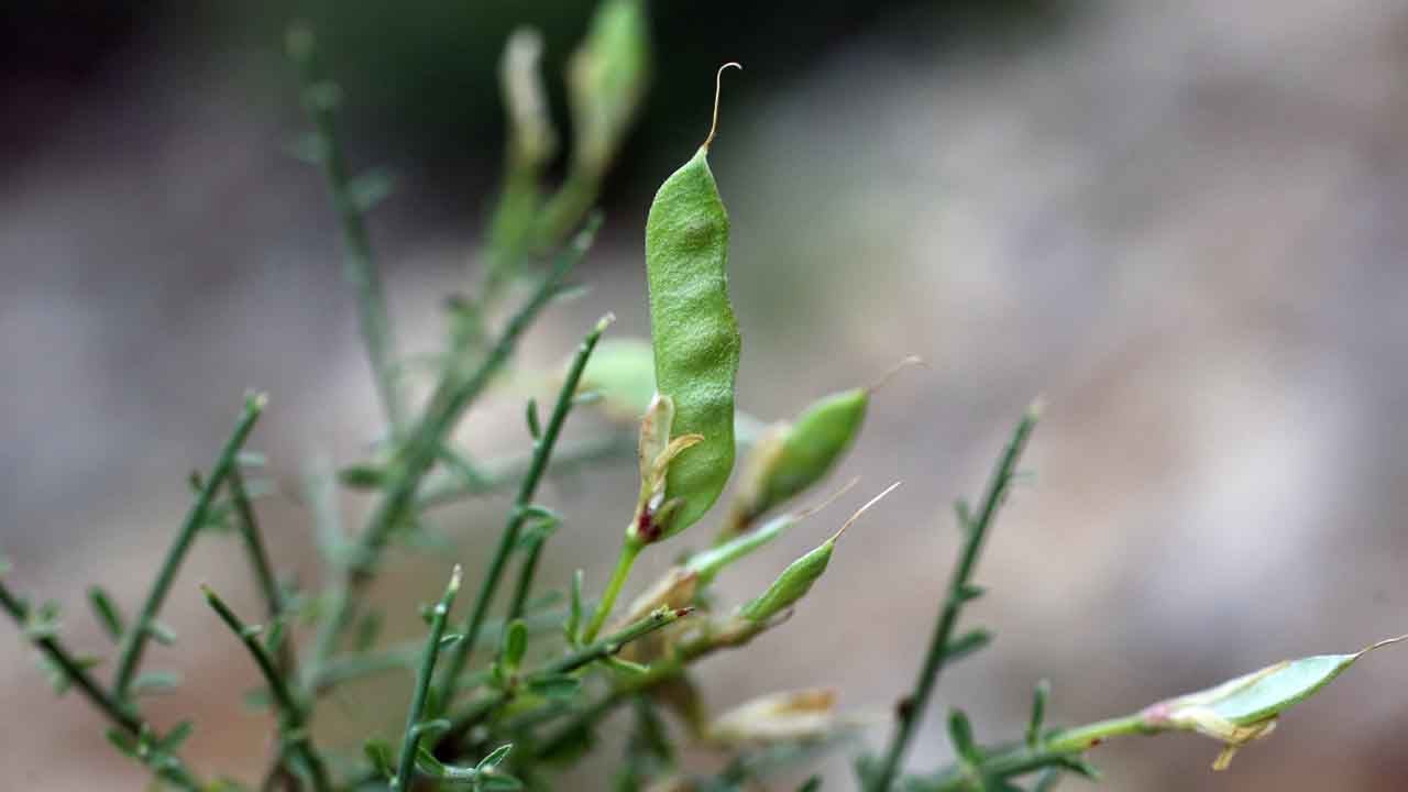 Foto - Türkçe adı belli oldu: Türkiye’de yeni bitki türü keşfedildi