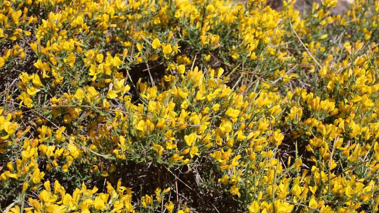 Foto - Türkçe adı belli oldu: Türkiye’de yeni bitki türü keşfedildi