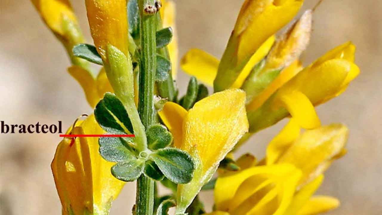 Türkçe adı belli oldu: Türkiye’de yeni bitki türü keşfedildi