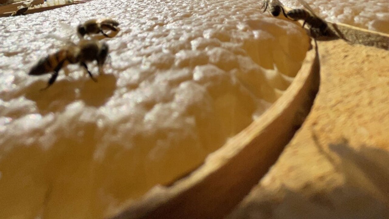 Foto - Türkiye Avrupa’da birinci sırada! ‘Bal’ gibi liderlik