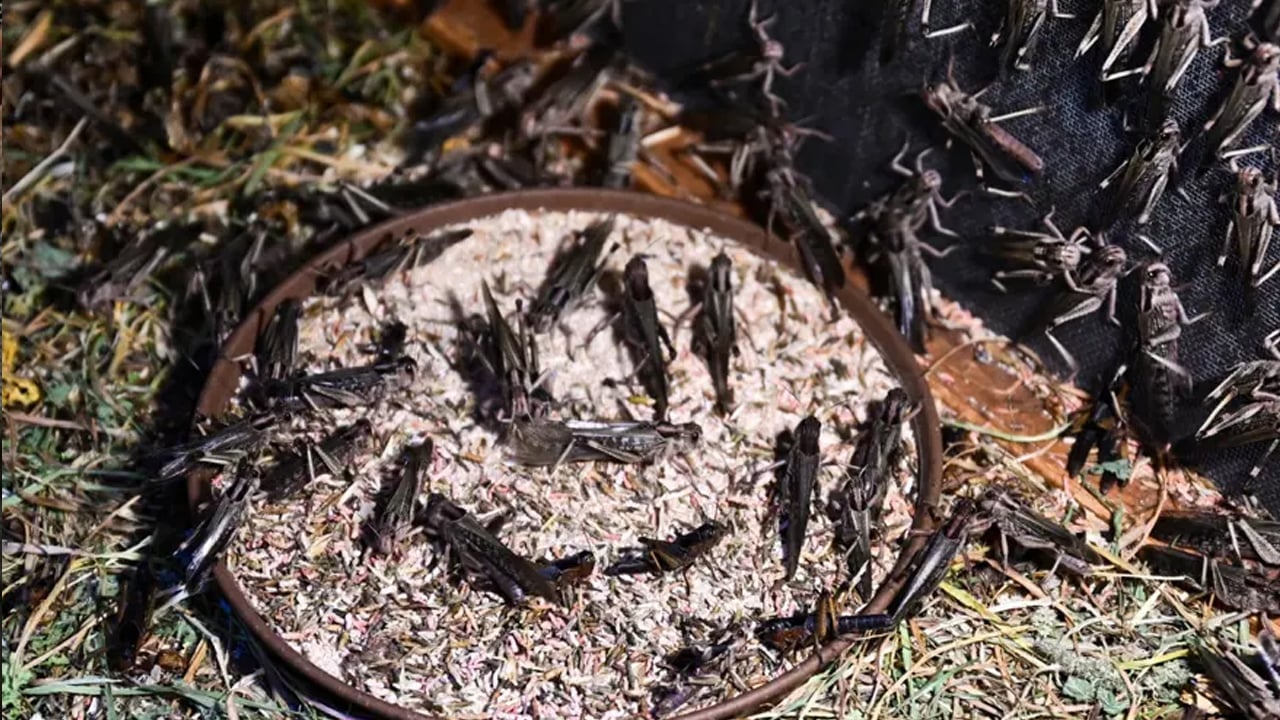 Foto - Türkiye için atılan adım: 30 üniversite her türlü böceği kurutuyor! Yaptıkları gündem oldu... Avrupa'dan sipariş var