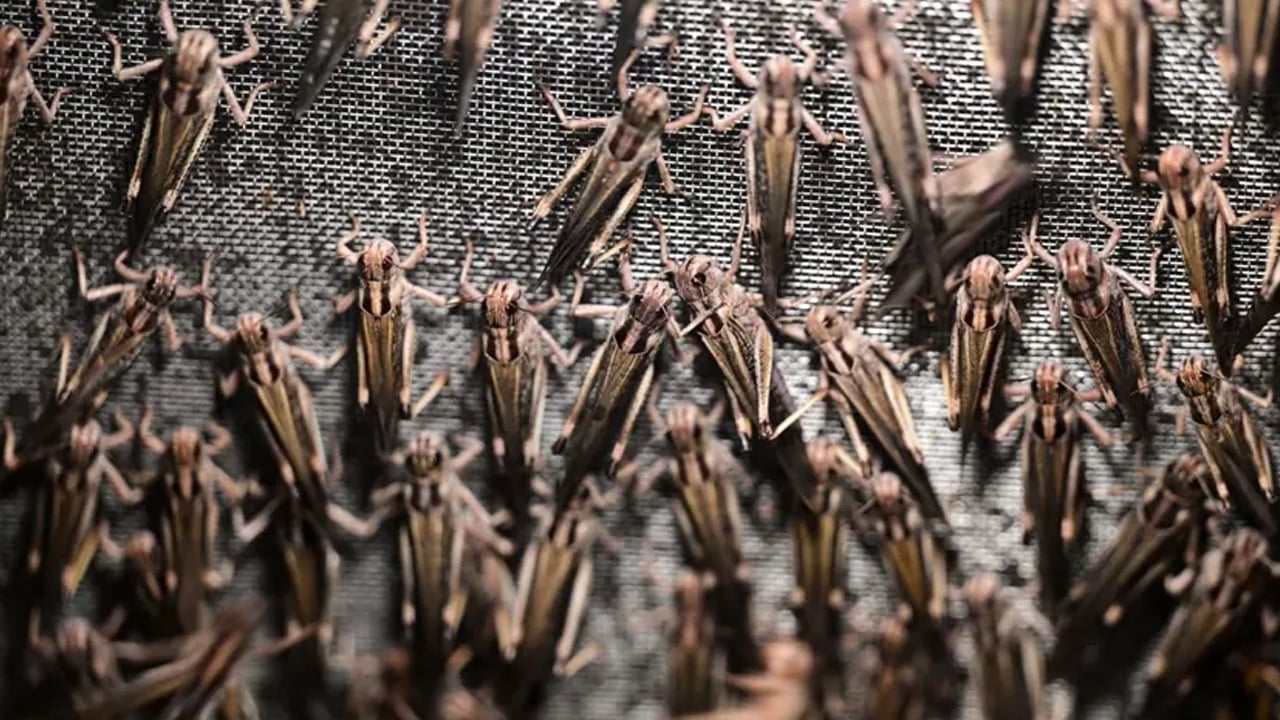 Foto - Türkiye için atılan adım: 30 üniversite her türlü böceği kurutuyor! Yaptıkları gündem oldu... Avrupa'dan sipariş var