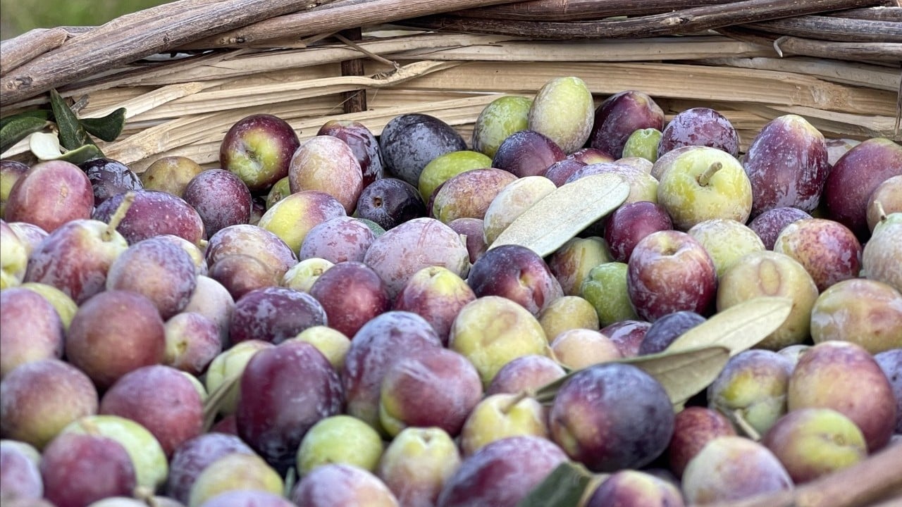 Foto - Türkiye'de zeytin rekoltesi bekleniyor: Üretici ülke Türkiye...