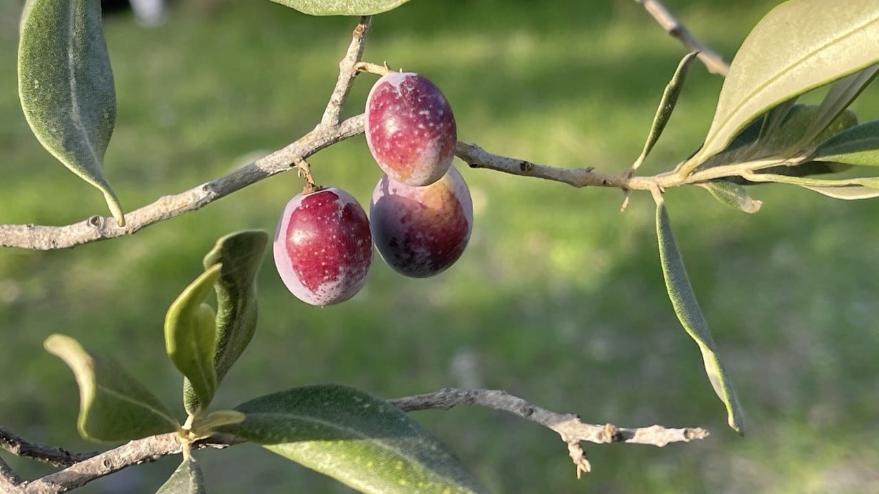 Foto - Türkiye'de zeytin rekoltesi bekleniyor: Üretici ülke Türkiye...