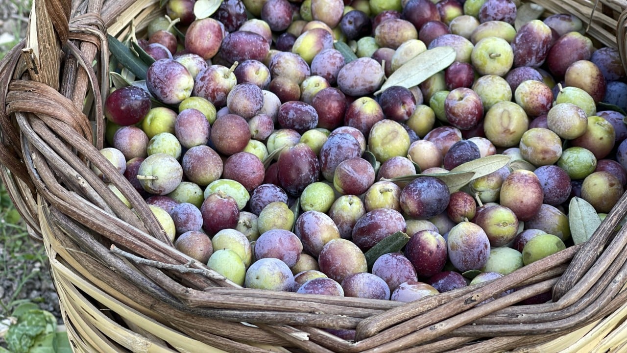 Foto - Türkiye'de zeytin rekoltesi bekleniyor: Üretici ülke Türkiye...