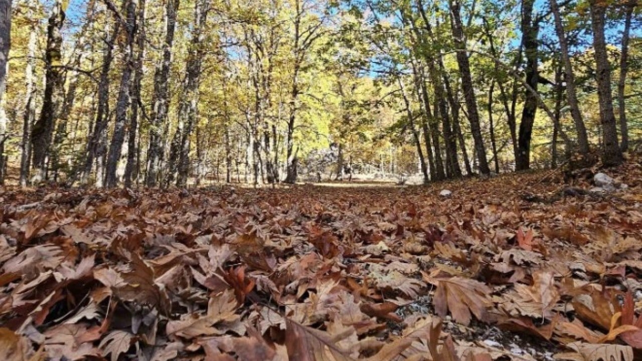 Foto - Türkiye’de bir ilimizde bulunuyor! Bu ormana girmenin cezası 557 bin TL