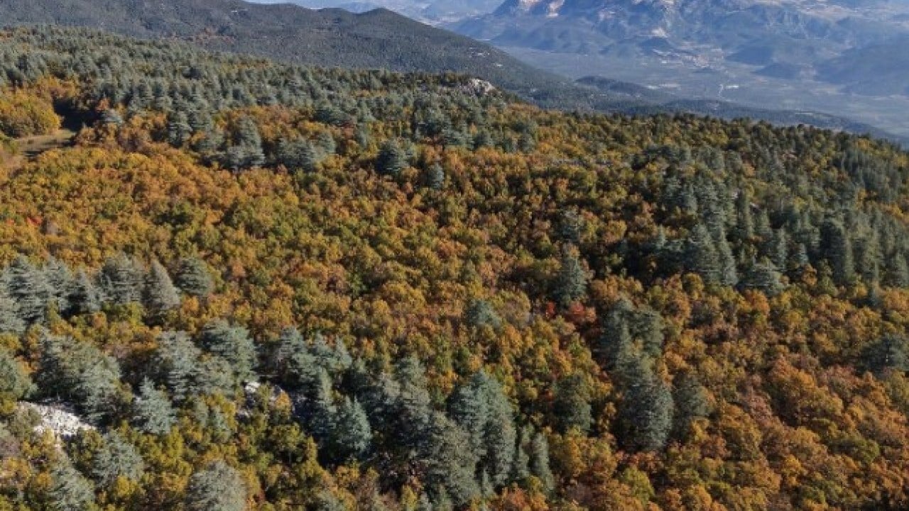 Foto - Türkiye’de bir ilimizde bulunuyor! Bu ormana girmenin cezası 557 bin TL