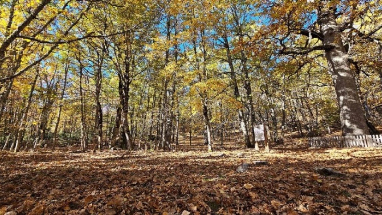 Foto - Türkiye’de bir ilimizde bulunuyor! Bu ormana girmenin cezası 557 bin TL