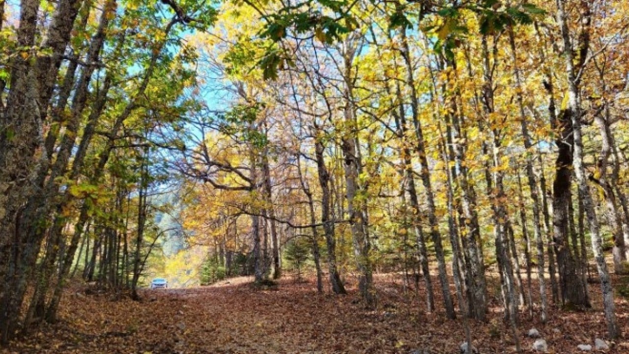 Foto - Türkiye’de bir ilimizde bulunuyor! Bu ormana girmenin cezası 557 bin TL