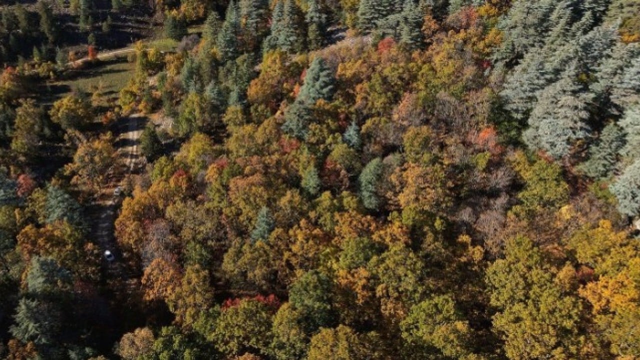 Foto - Türkiye’de bir ilimizde bulunuyor! Bu ormana girmenin cezası 557 bin TL