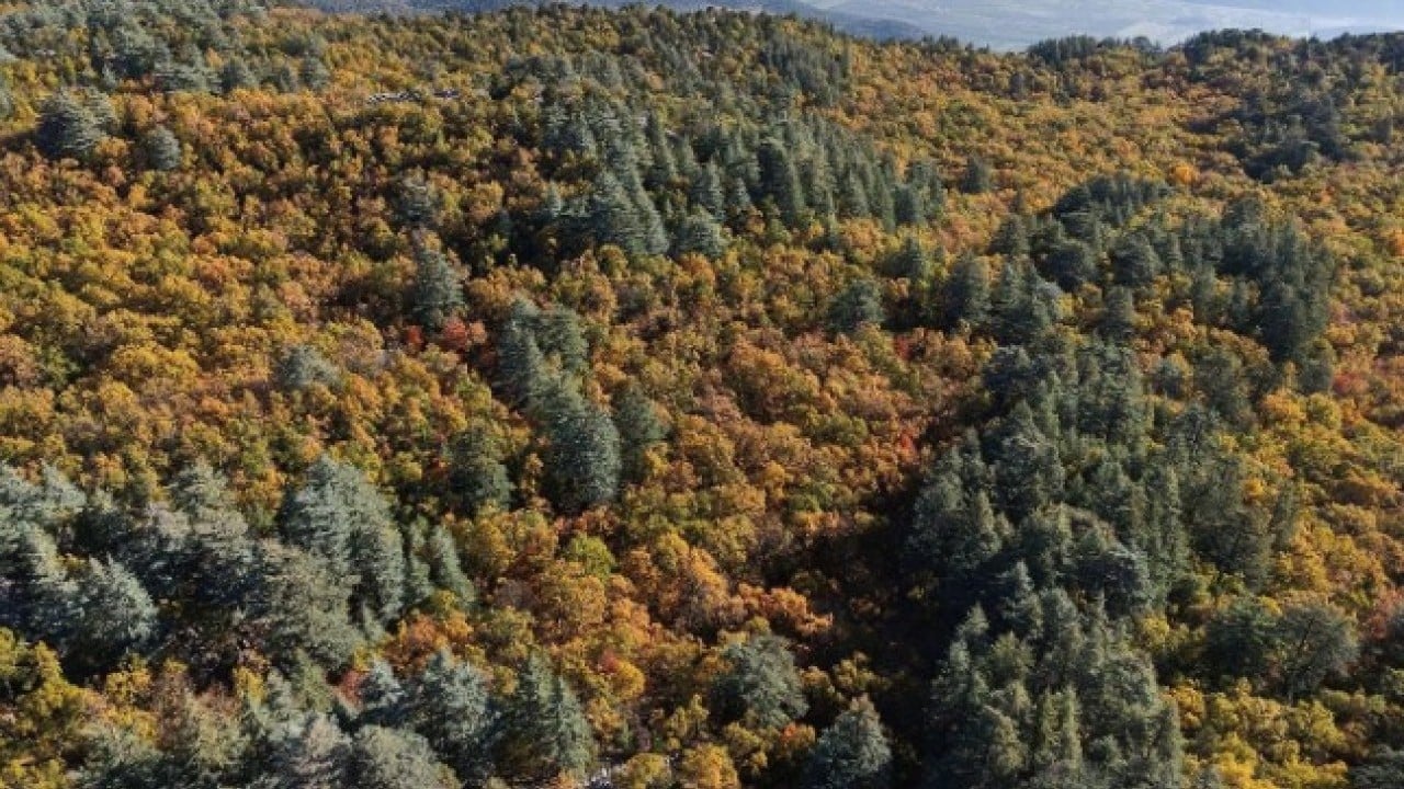 Foto - Türkiye’de bir ilimizde bulunuyor! Bu ormana girmenin cezası 557 bin TL