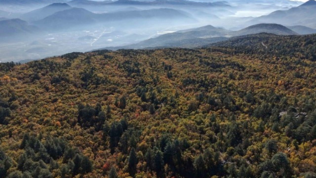 Foto - Türkiye’de bir ilimizde bulunuyor! Bu ormana girmenin cezası 557 bin TL