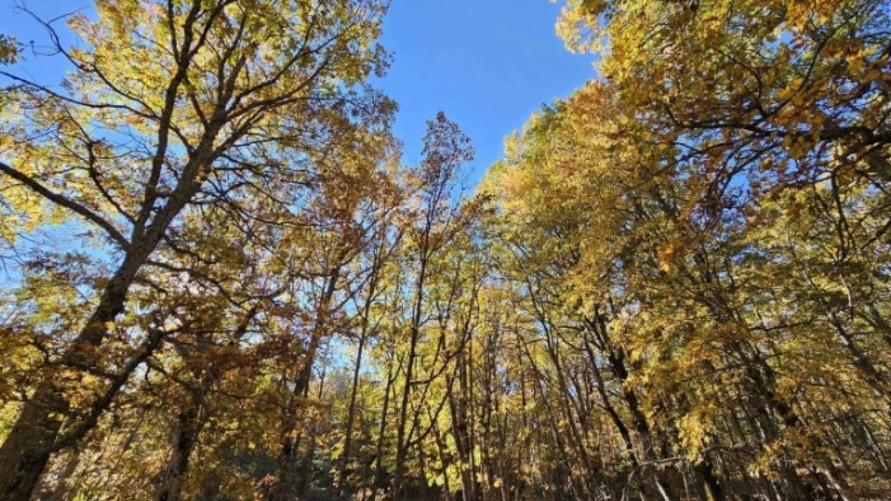 Türkiye’de bir ilimizde bulunuyor! Bu ormana girmenin cezası 557 bin TL