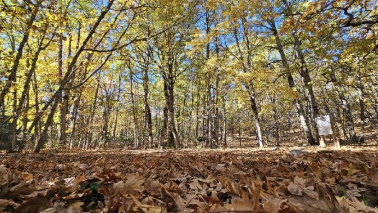 Foto - Türkiye’de bir ilimizde bulunuyor! Bu ormana girmenin cezası 557 bin TL