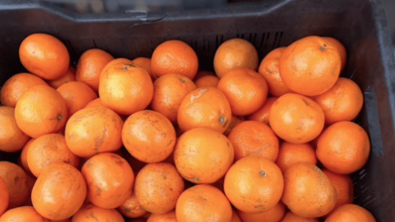 Türkiye'de çılgınlar gibi limon, mandalina, portakal almaya başladılar! Karadeniz'de fındığa artık alternatif oluyor